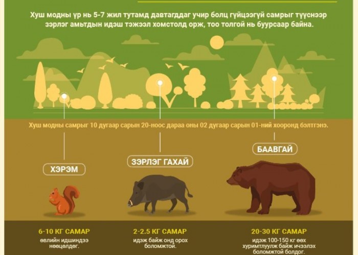 Болц гүйцээгүй самар түүхийг хориглоно