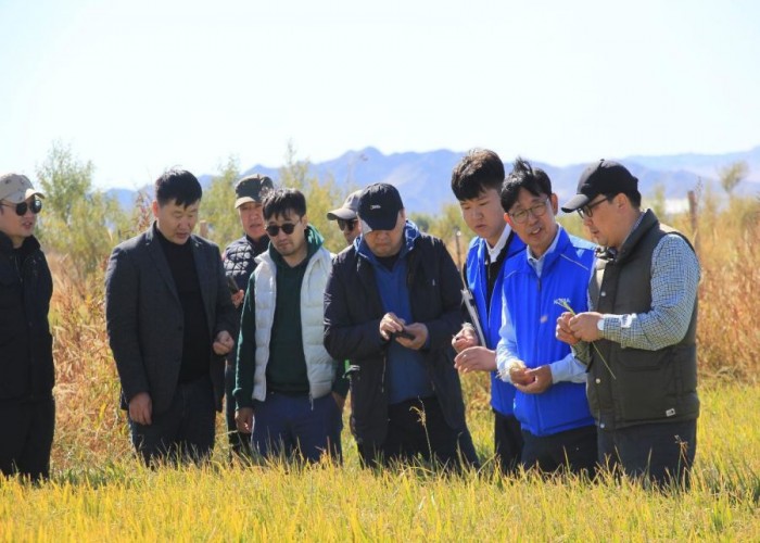 Монголд цагаан будааны сорт нутагшуулах туршилт амжилттай хэрэгжиж байна