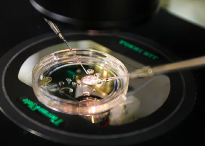 Хүний арьсны ДНХ-ээс анх удаа үр хөврөл бий болгожээ