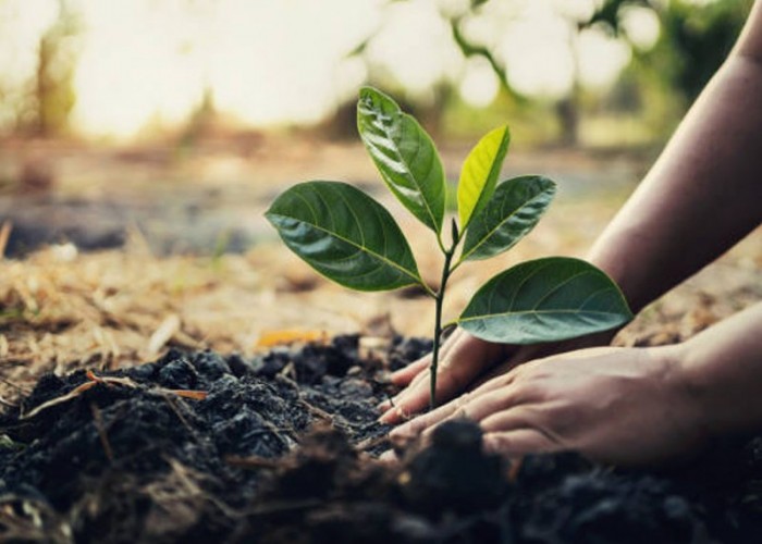 “Алтан намар-Тарьсан модоо арчилцгаая” аяныг улсын хэмжээнд зохион байгуулж байна