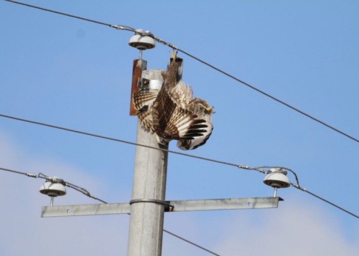 Махчин шувуудыг цахилгааны эрсдлээс хамгаалах хамтын ажиллагааг эхлүүлжээ