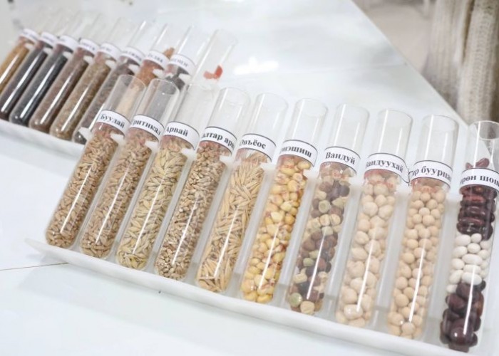 Төмсний арав гаруй сортыг шалгаруулж үйлдвэрлэлд нэвтрүүлжээ