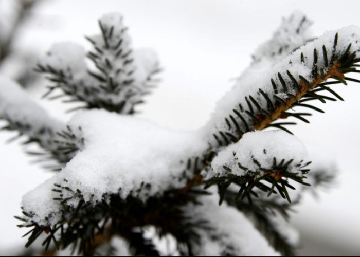 Алтайн өвөр говь, Хэнтийн уулархаг нутаг, Сэлэнгэ, Хараа, Тэрэлж, Хэрлэн голын хөндийгөөр цас орно