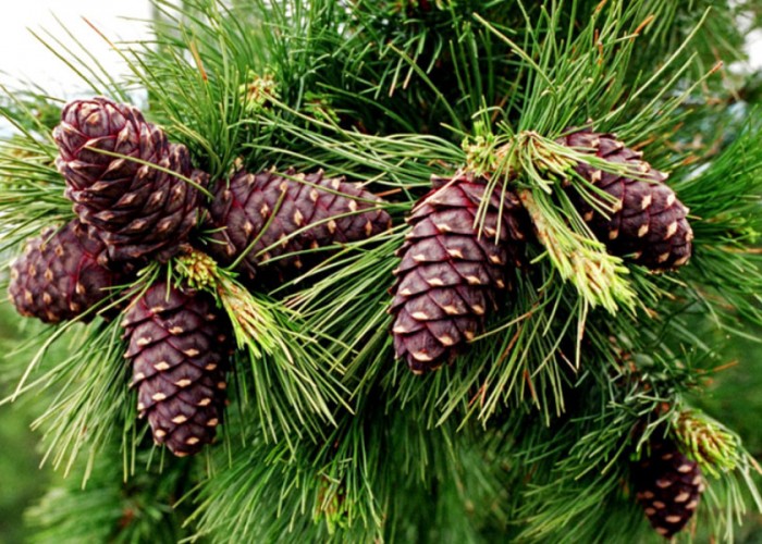 Иргэн та нэг удаа 50 кг хүртэл самар түүж болно