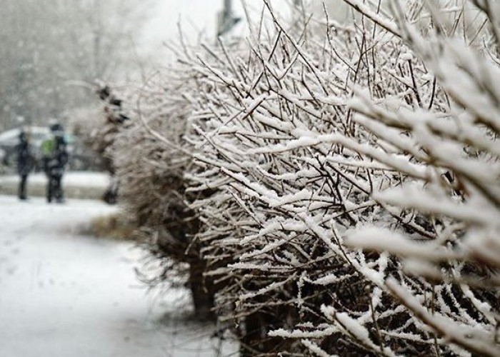 Зүүн аймгуудын ихэнх нутгаар нойтон цас орно