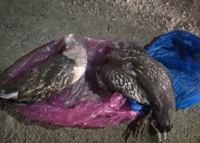 Ховор амьтан агнасан гэмт хэргийг илрүүллээ