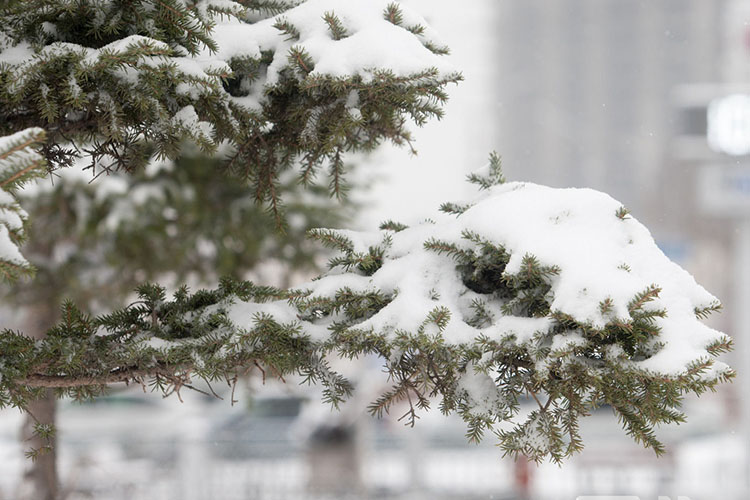 Төв болон зүүн аймгуудын нутгаар цас ахиу орж, цасны зузаан нэмэгдэх төлөвтэй байна