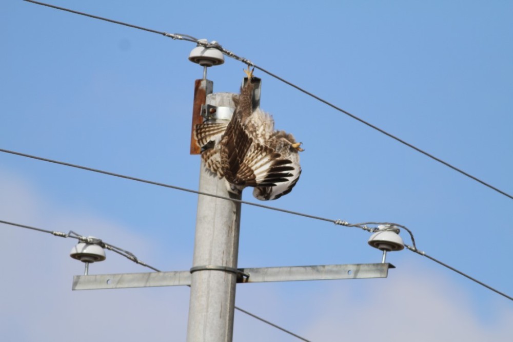 Махчин шувуудыг цахилгааны эрсдлээс хамгаалах хамтын ажиллагааг эхлүүлжээ