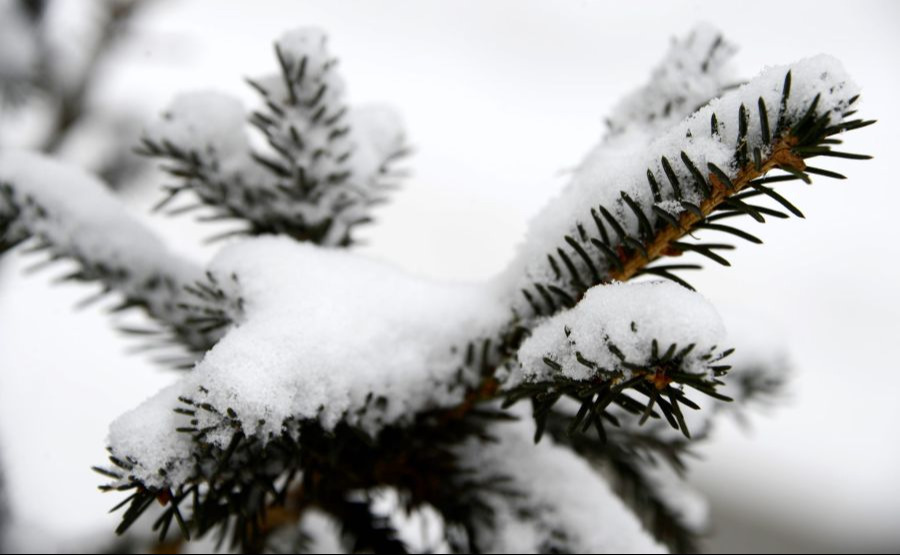 Алтайн өвөр говь, Хэнтийн уулархаг нутаг, Сэлэнгэ, Хараа, Тэрэлж, Хэрлэн голын хөндийгөөр цас орно