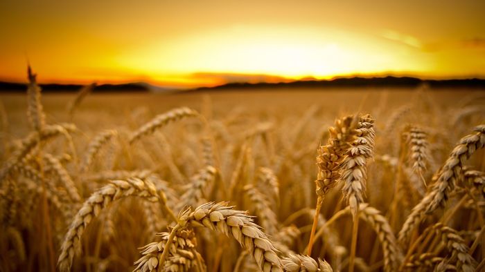 Хүнсний улаанбуудайн урамшууллыг олголоо