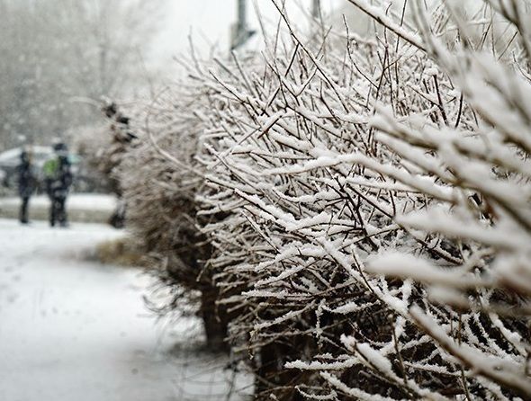 Зүүн аймгуудын ихэнх нутгаар нойтон цас орно