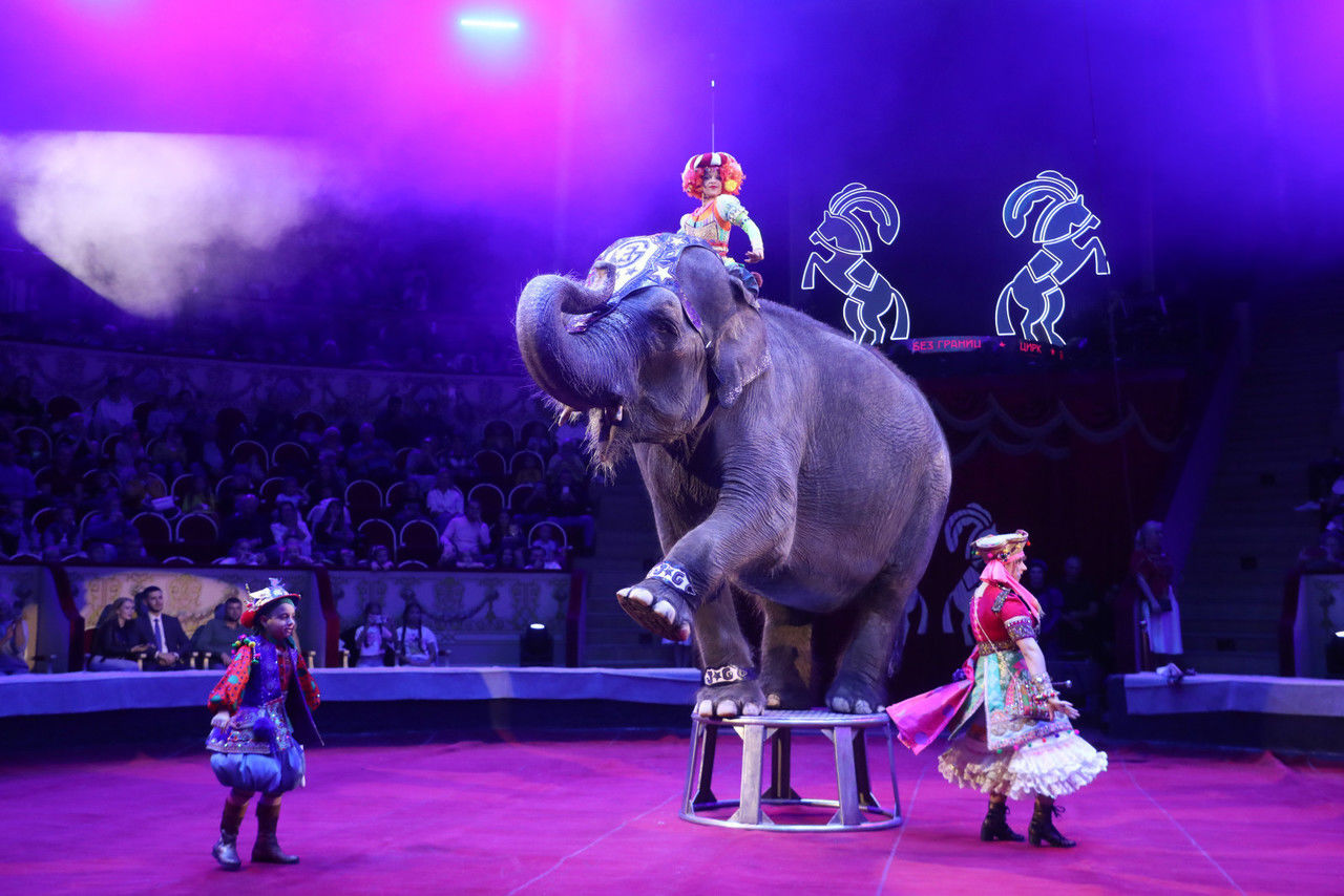 Циркийн продакшнууд үнэ төлбөргүй тоглоно