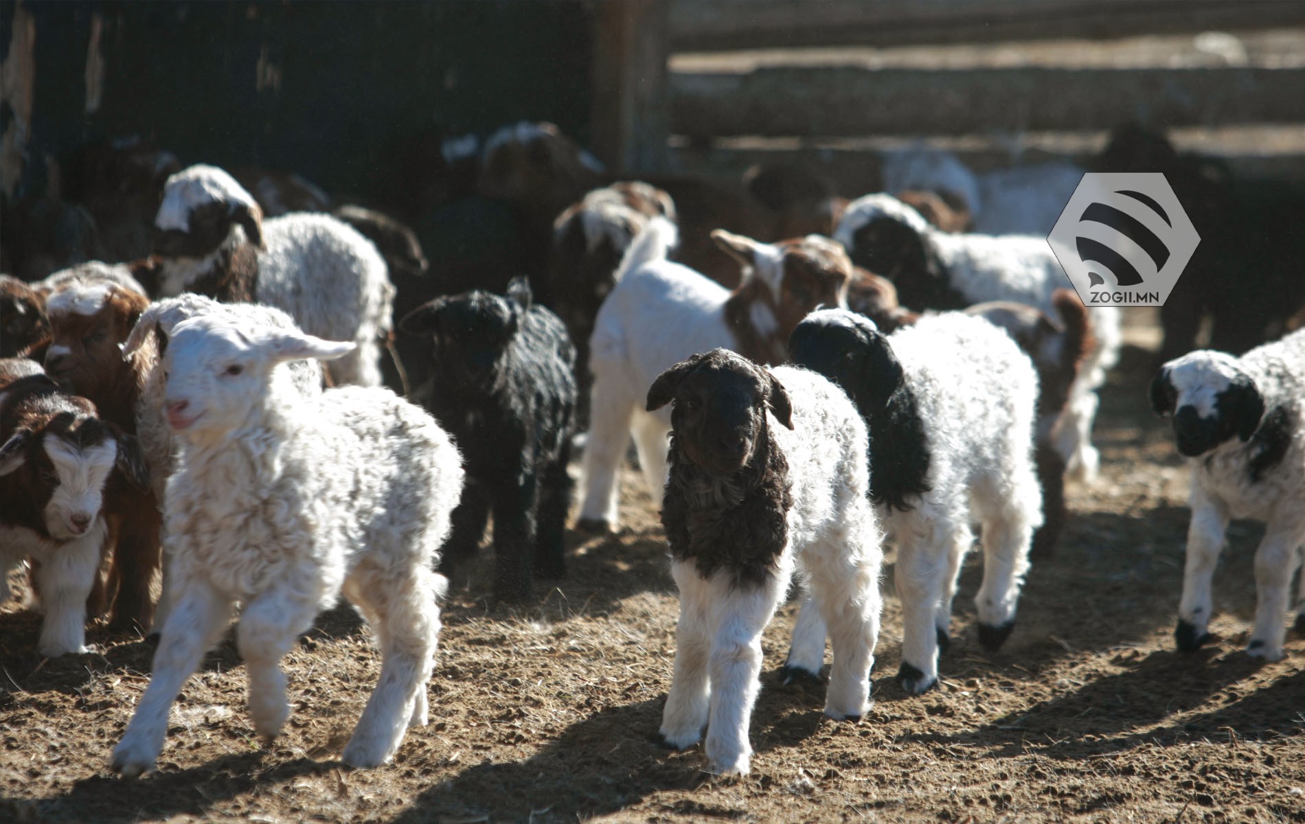 Улсын хэмжээнд 4,2 сая мал төллөжээ