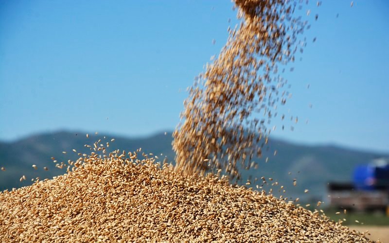 Тариалан эрхлэгчдэд 2,500 тонн улаанбуудайн үрийг зээлийн нөхцөлөөр олгоно