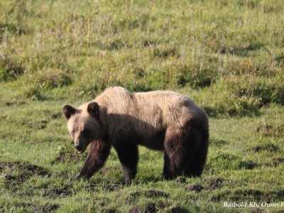 НБОГ, цагдаагийн алба хаагчид хүний аминд хүрсэн баавгайг эрэн, хайж байна