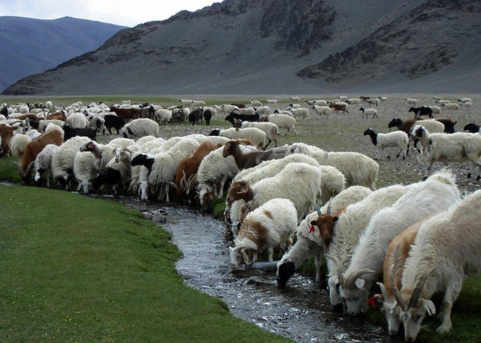 2030 он гэхэд бог малын мялзан өвчингүй болно