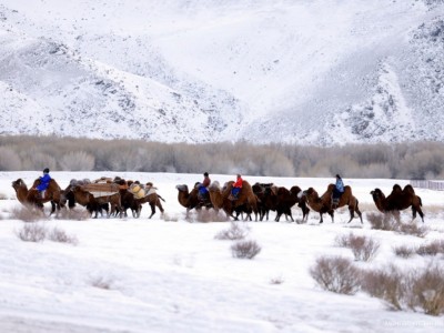 Өмнөговь аймаг 157 мянган тэмээ тоолуулж улсад тэргүүллээ
