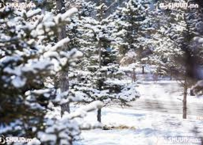 Алтайн уулархаг нутгаар нойтон цас, цас орно