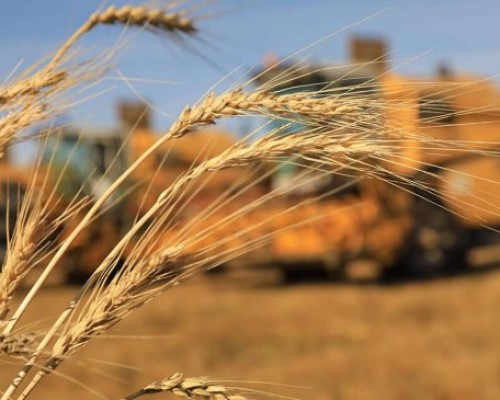 Улаанбуудайн тариалалт 15 хувиар буурчээ