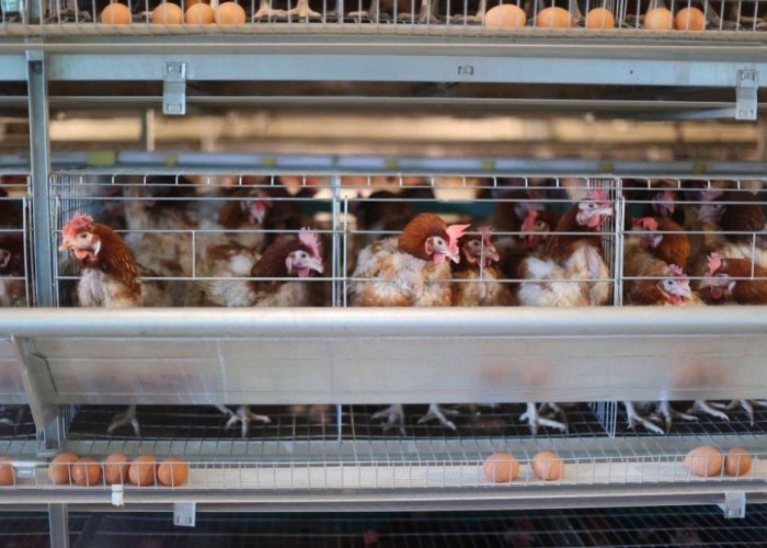 “Хүнсний хувьсгал”-ын хүрээнд 53 үйлдвэр ашиглалтад оржээ