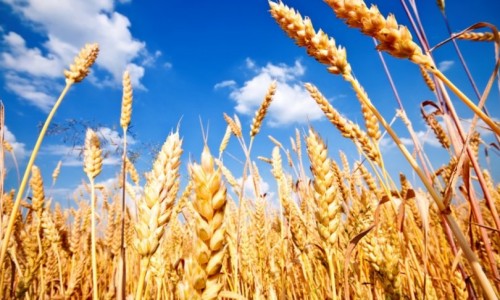 Монгол Улсын ургацын баланс 40 хувиар буурчээ