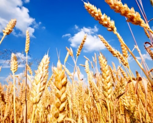 Монгол Улсын ургацын баланс 40 хувиар буурчээ