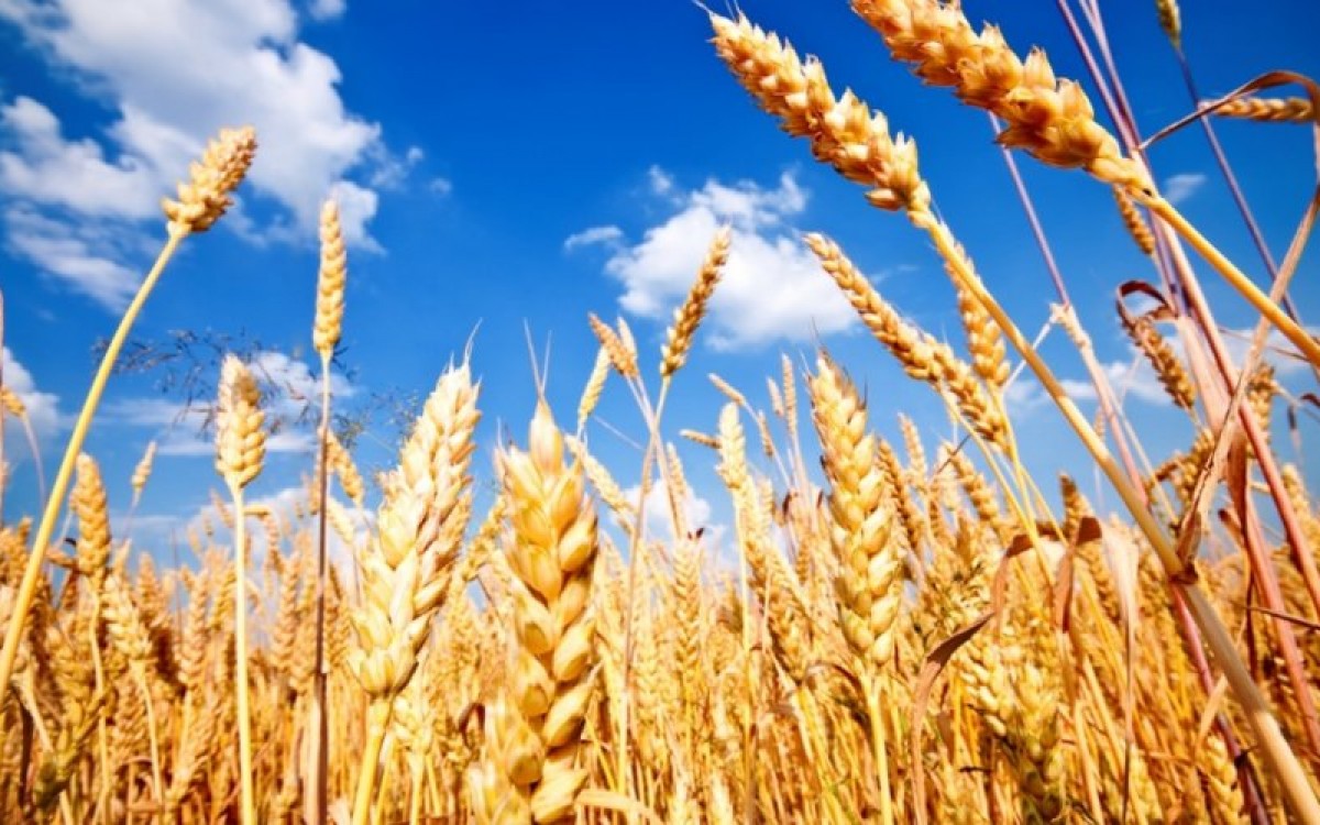 Монгол Улсын ургацын баланс 40 хувиар буурчээ