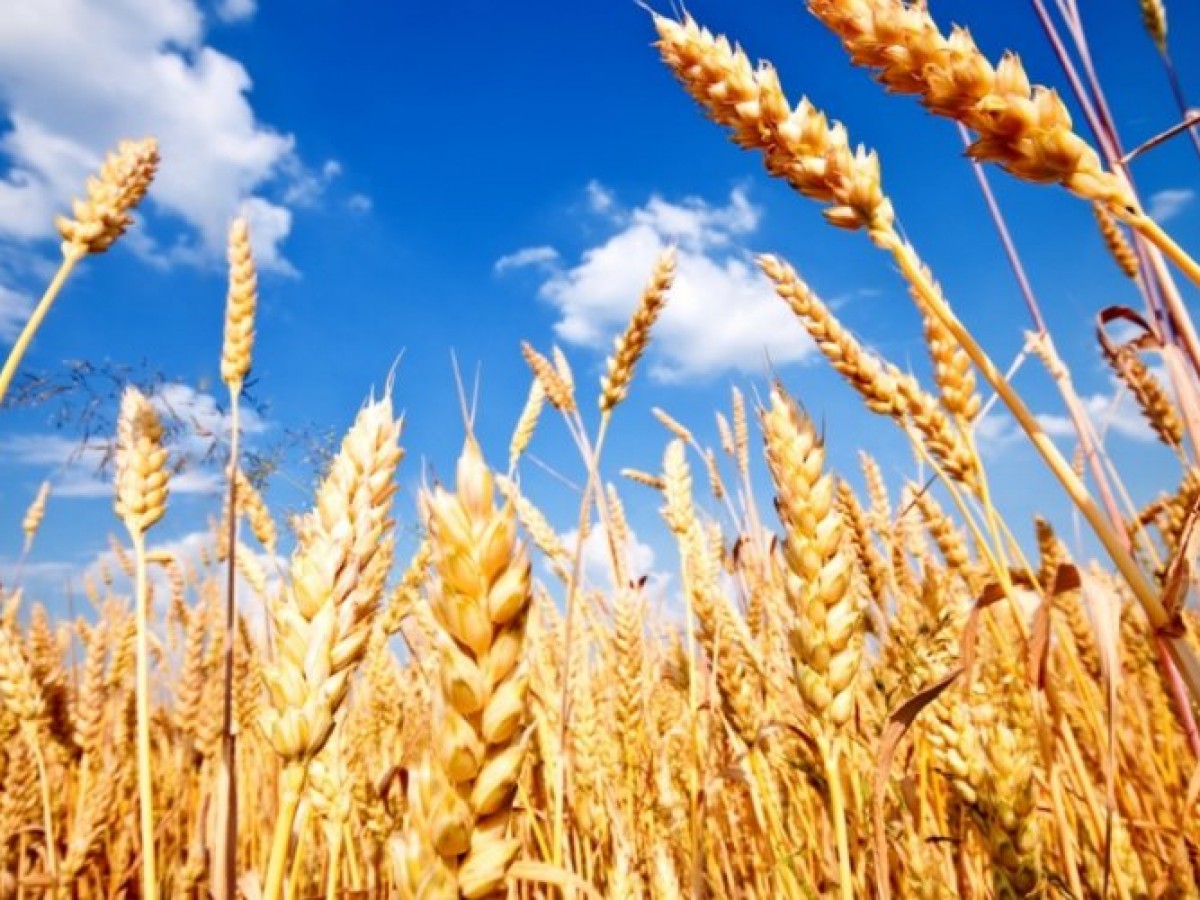 Монгол Улсын ургацын баланс 40 хувиар буурчээ