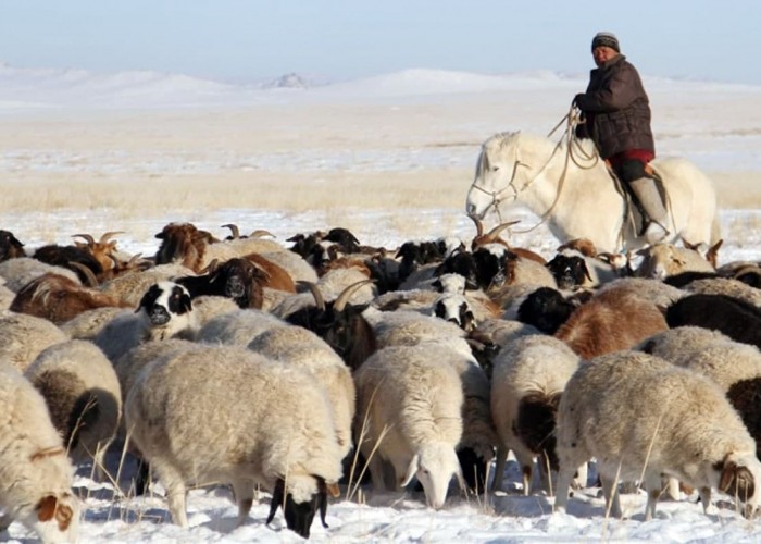 Мал, тэжээвэр амьтдын тооллого ням гарагт эхэлнэ