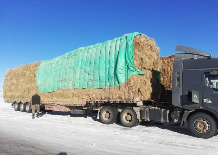 Улсын нөөцөөс аймаг сумдад 796 тонн өвс, 8154 тонн тэжээл олгов
