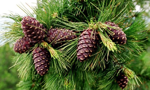 Иргэн та нэг удаа 50 кг хүртэл самар түүж болно