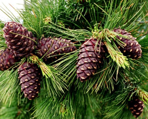 Иргэн та нэг удаа 50 кг хүртэл самар түүж болно