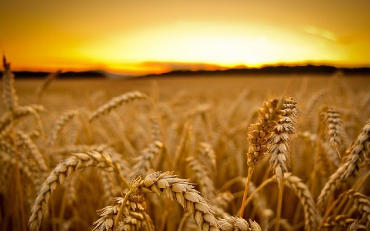 Хүнсний улаанбуудайн урамшууллыг олголоо