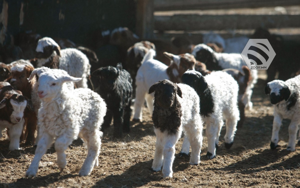 Улсын хэмжээнд 4,2 сая мал төллөжээ