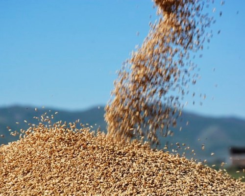 Тариалан эрхлэгчдэд 2,500 тонн улаанбуудайн үрийг зээлийн нөхцөлөөр олгоно