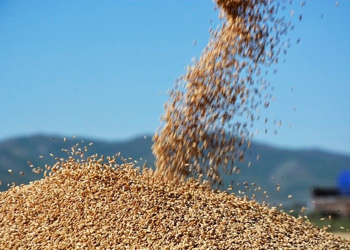 Тариалан эрхлэгчдэд 2,500 тонн улаанбуудайн үрийг зээлийн нөхцөлөөр олгоно