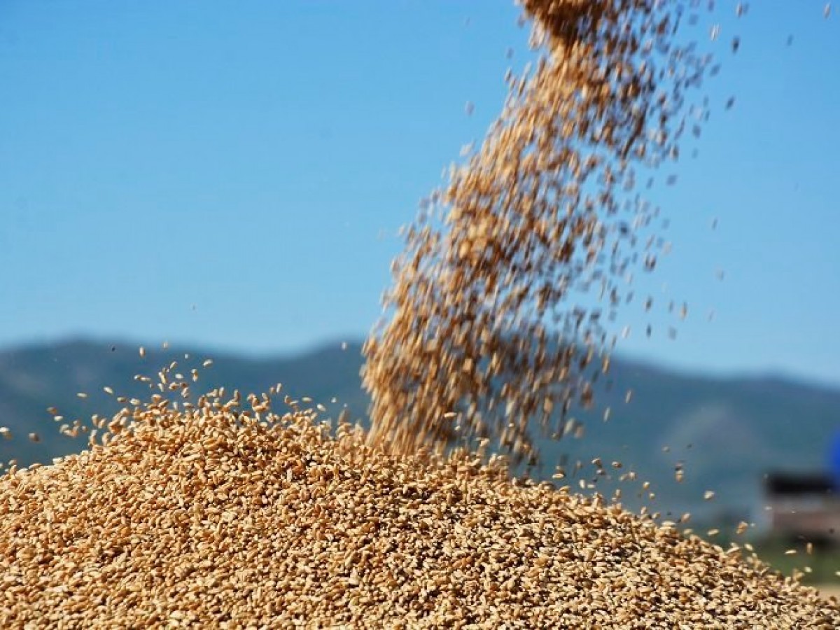 Тариалан эрхлэгчдэд 2,500 тонн улаанбуудайн үрийг зээлийн нөхцөлөөр олгоно